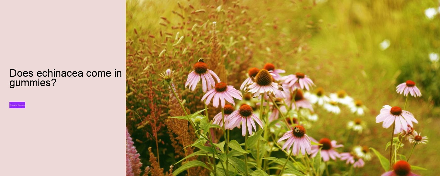 elderberry zinc echinacea gummies