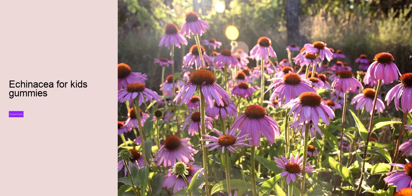 Who Cannot take echinacea?