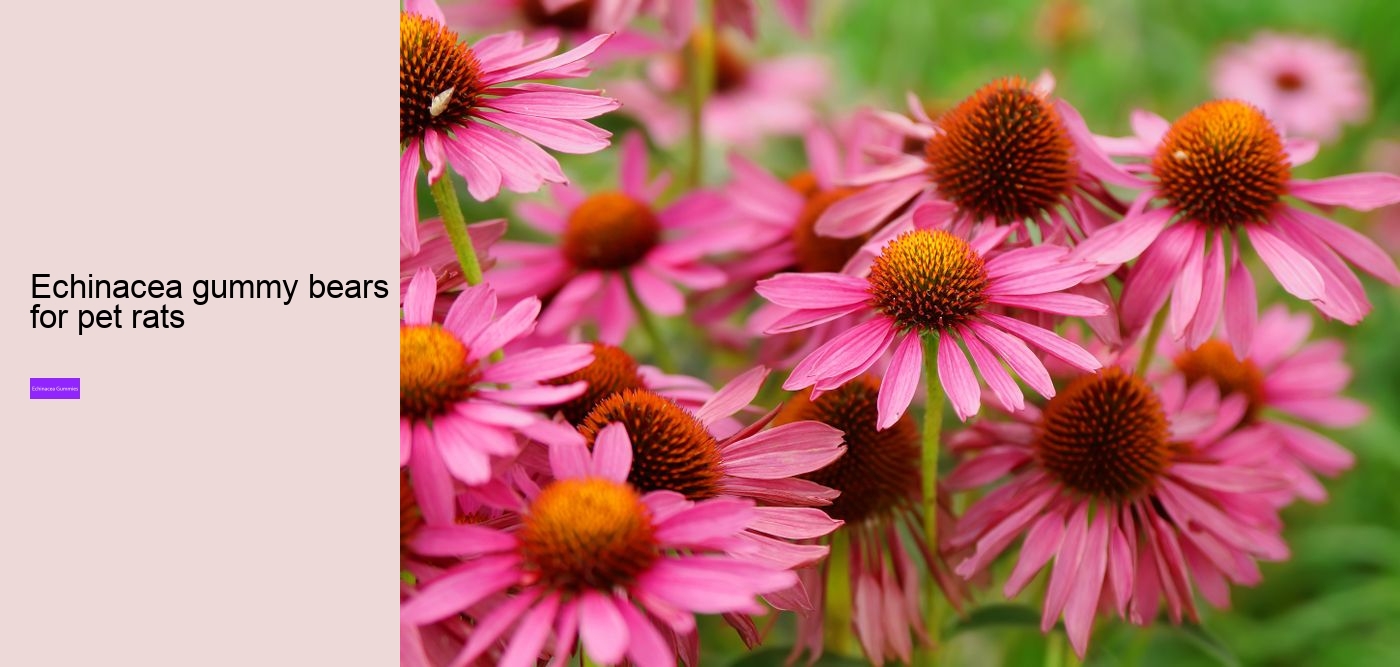 Can I take echinacea supplements everyday?