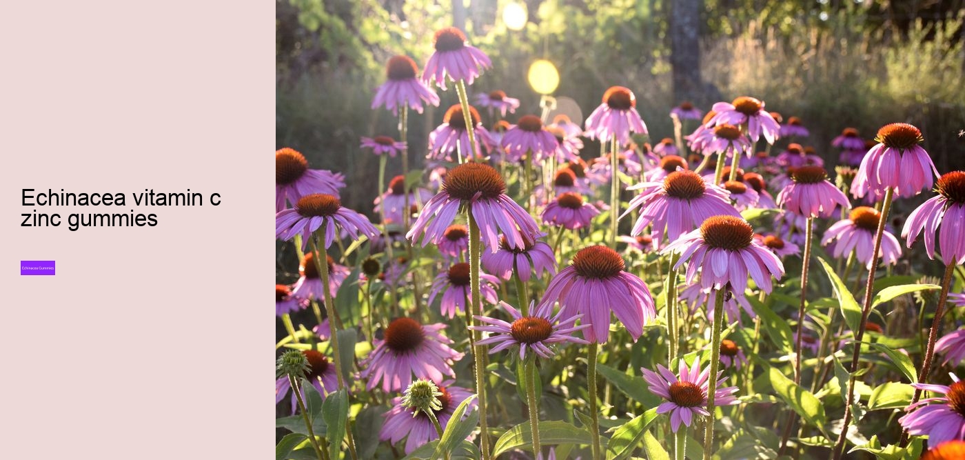 Does echinacea make you sleepy?