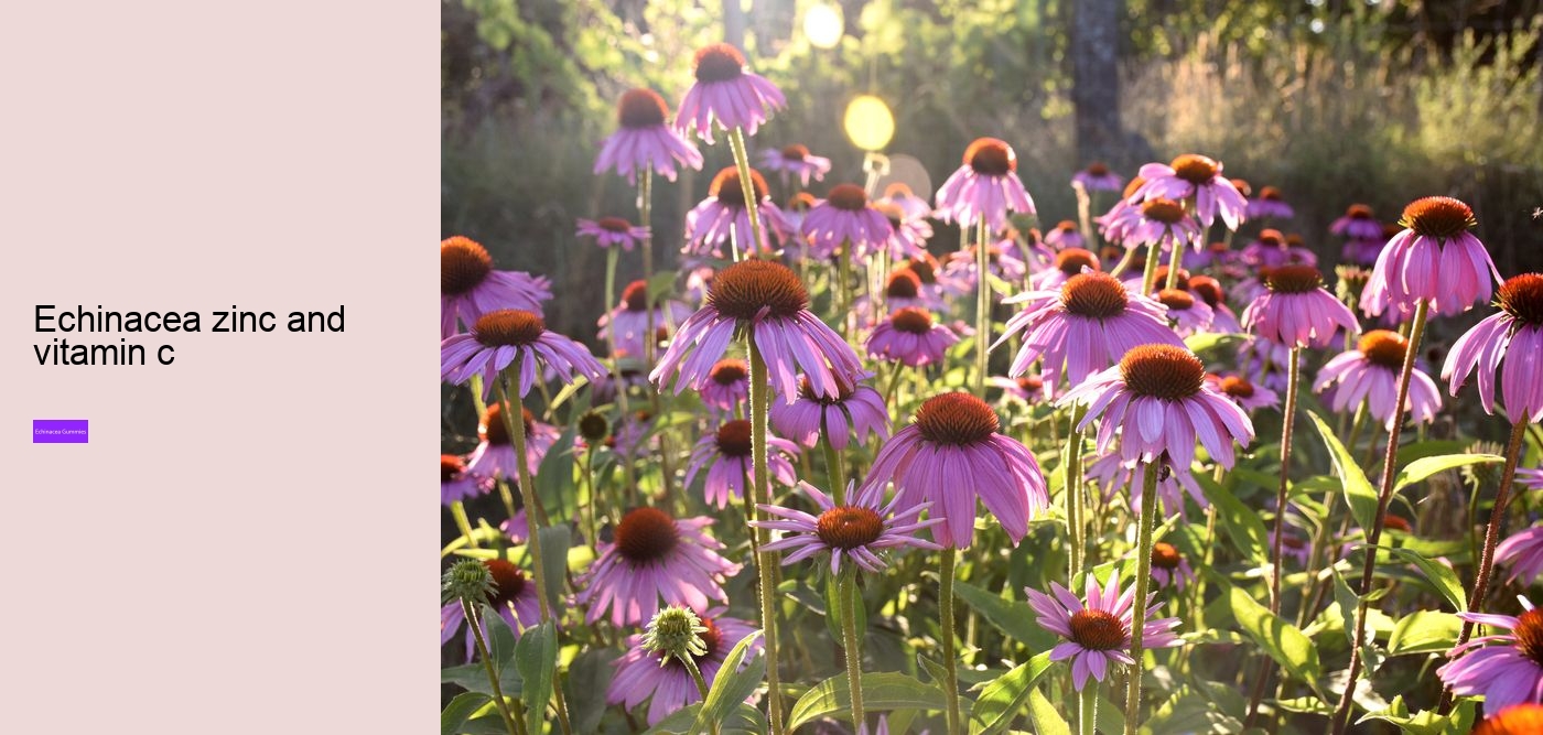 How long does it take for echinacea to work?