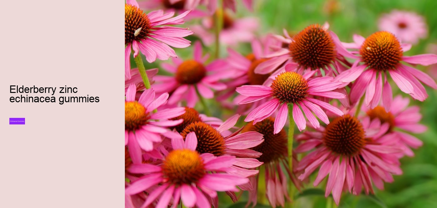 What to avoid when taking echinacea?