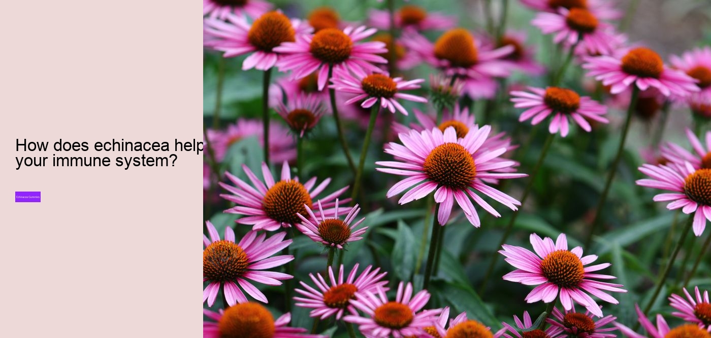 What happens if you take too much echinacea?