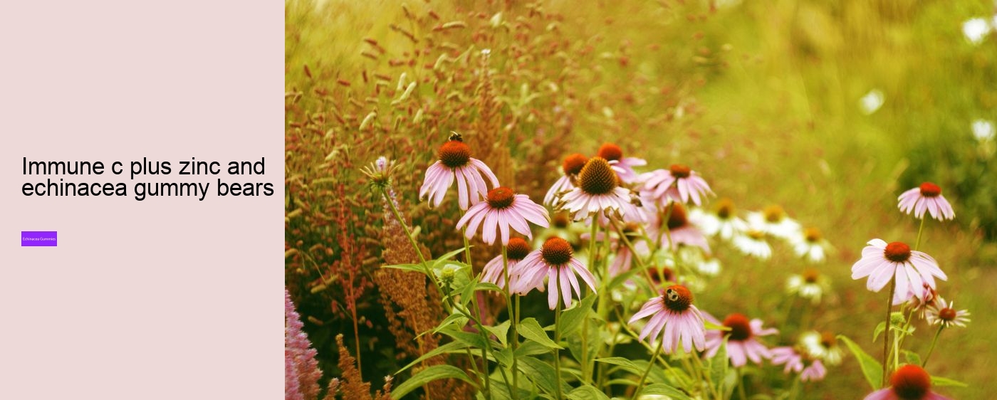 zinc echinacea gummies