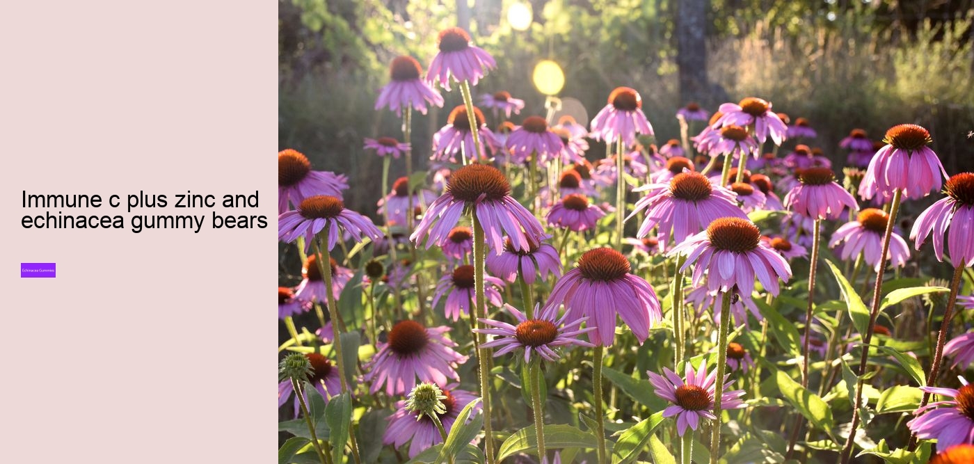 Does echinacea give you energy?