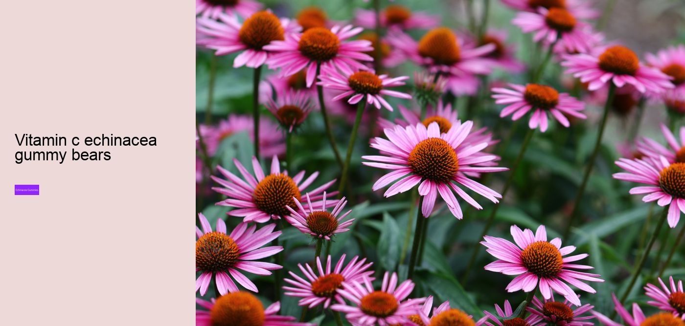 How does echinacea help your immune system?