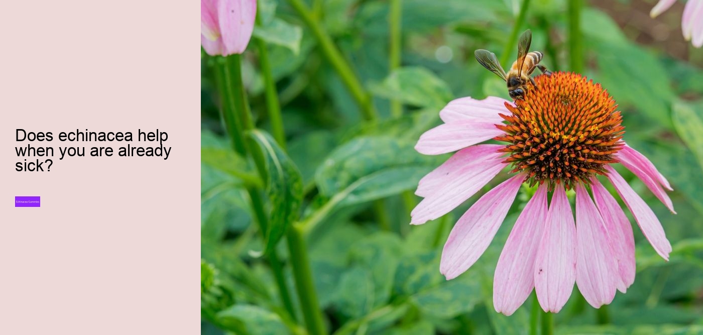 How long does it take for echinacea to work?