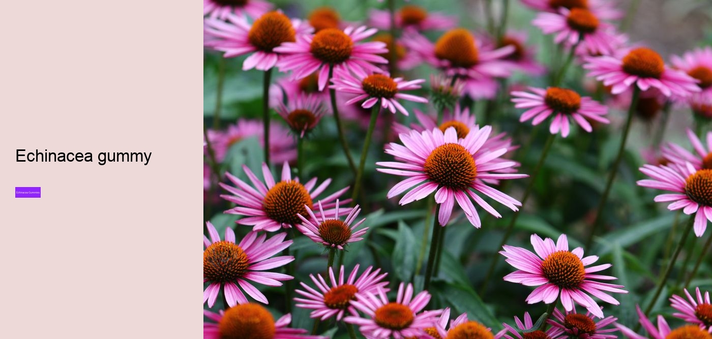 echinacea zinc and vitamin c