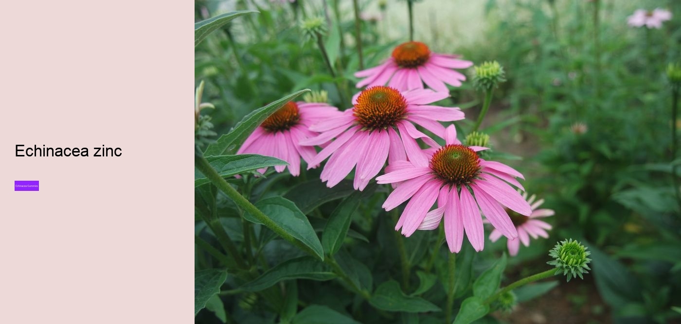 Is it worth taking echinacea?