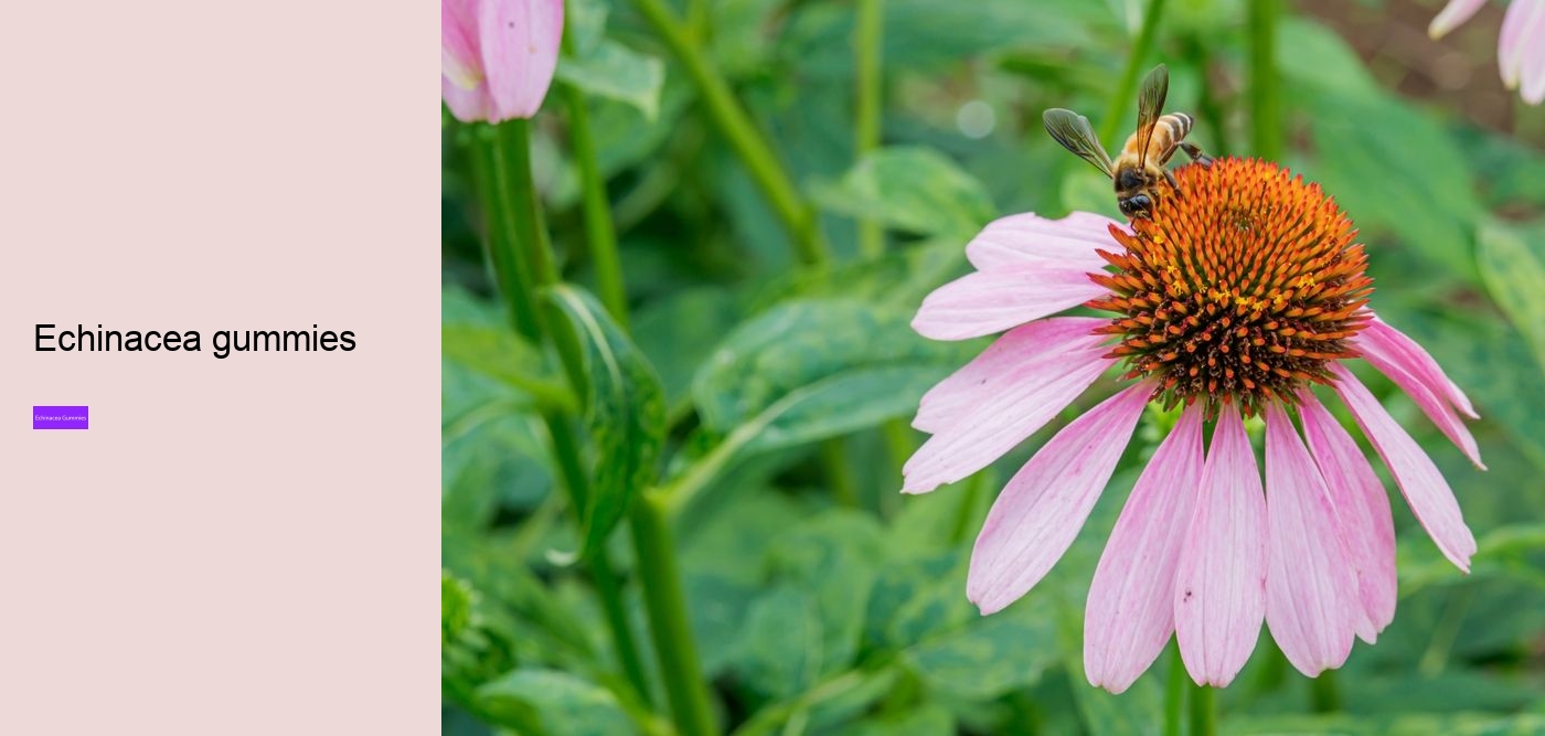 How long can you safely take echinacea?