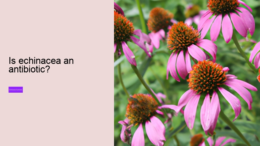 Is echinacea an antibiotic?