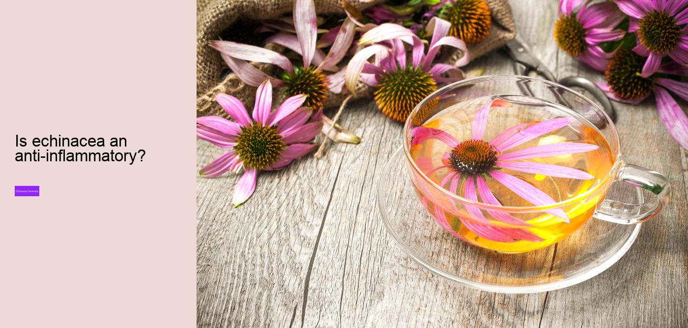 Which brand of echinacea is best?