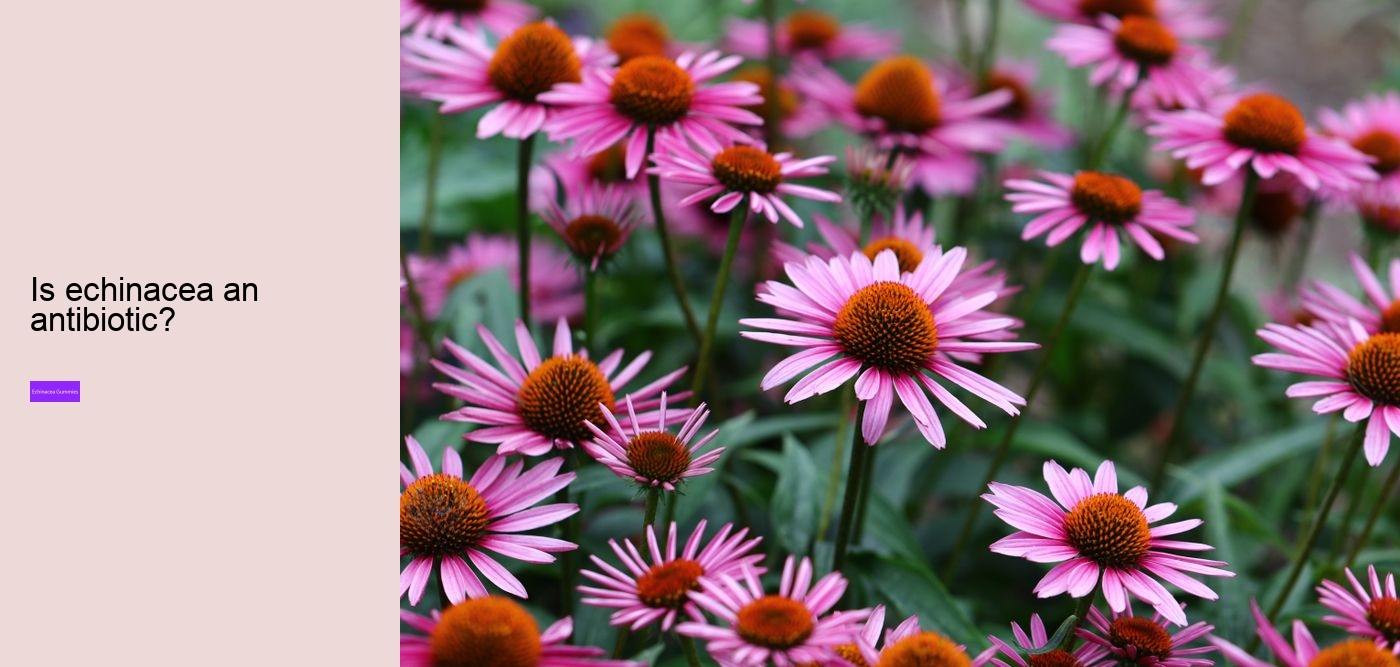 Does echinacea have caffeine?