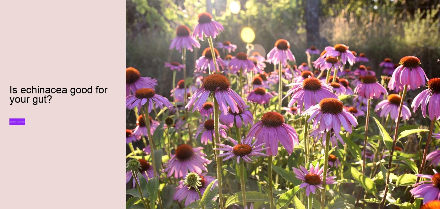 Can echinacea overstimulate the immune system?