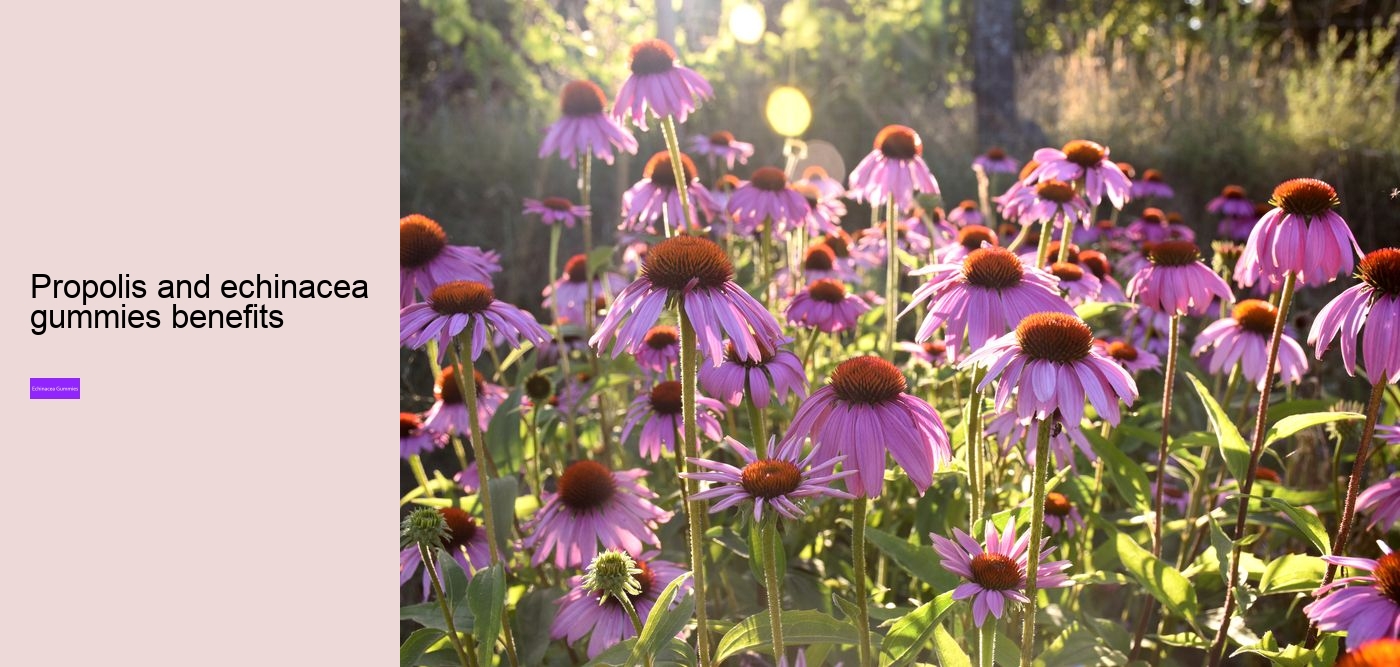 elderberry gummies with zinc and echinacea