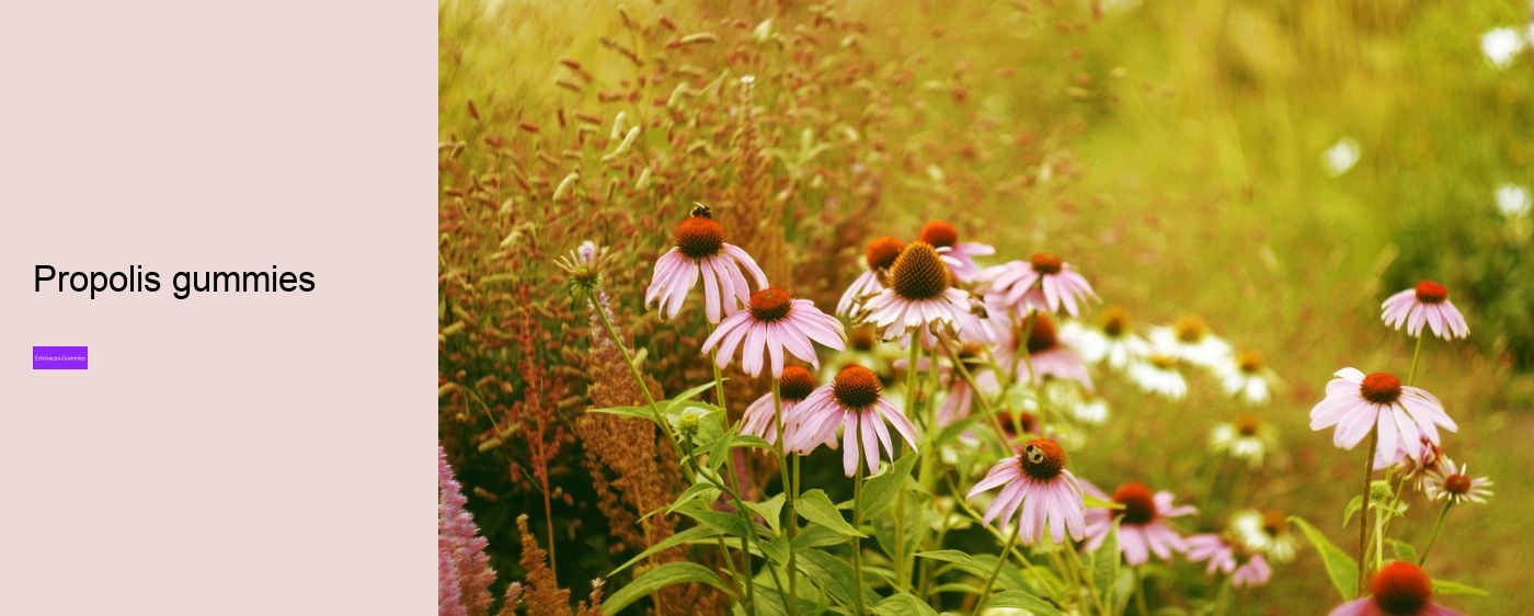 gummy echinacea bears