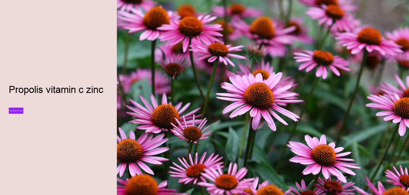 vitamin c and echinacea gummies