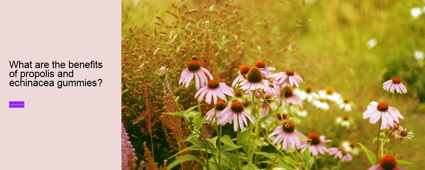 Is echinacea an anti-inflammatory?