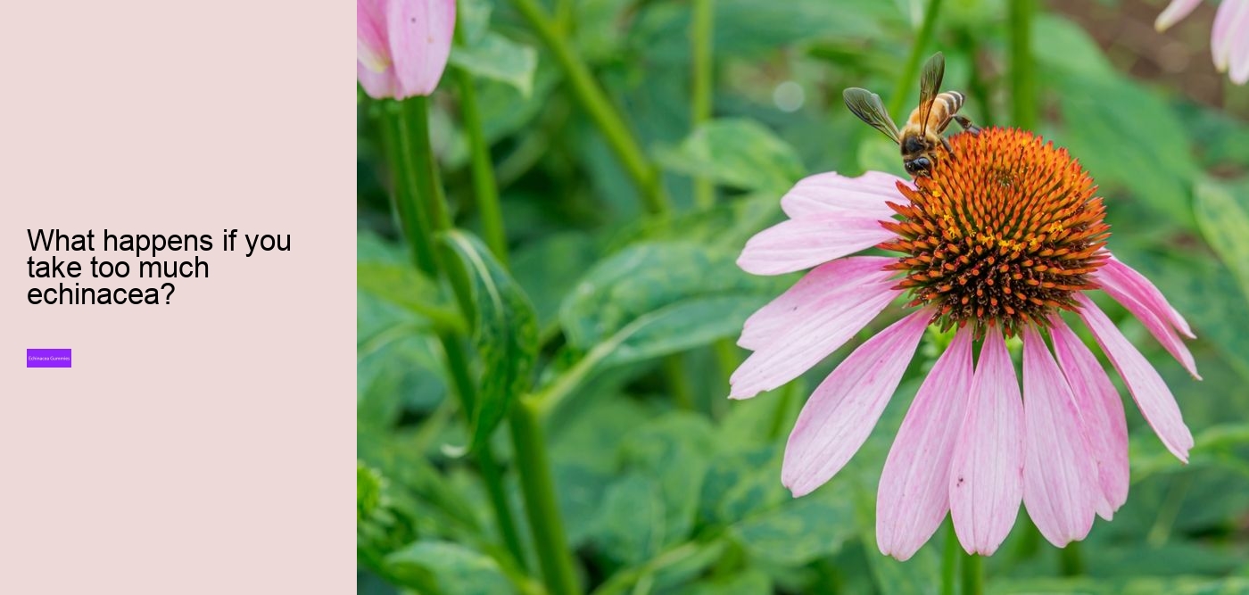 elderberry gummies with zinc echinacea vitamin c and