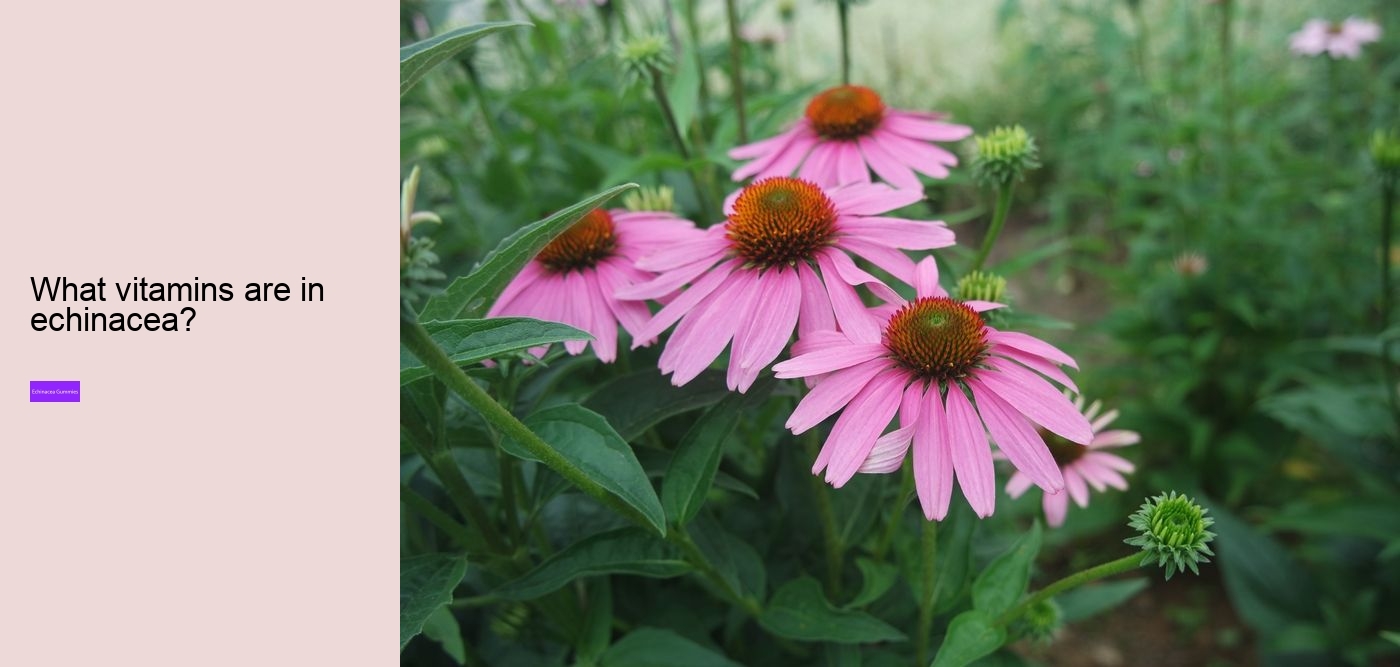 echinacea in gummy form