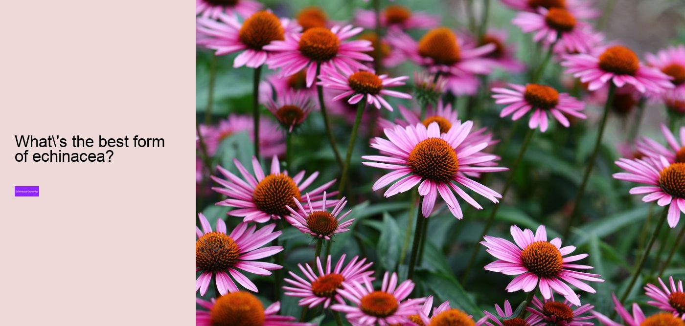 children's echinacea gummies