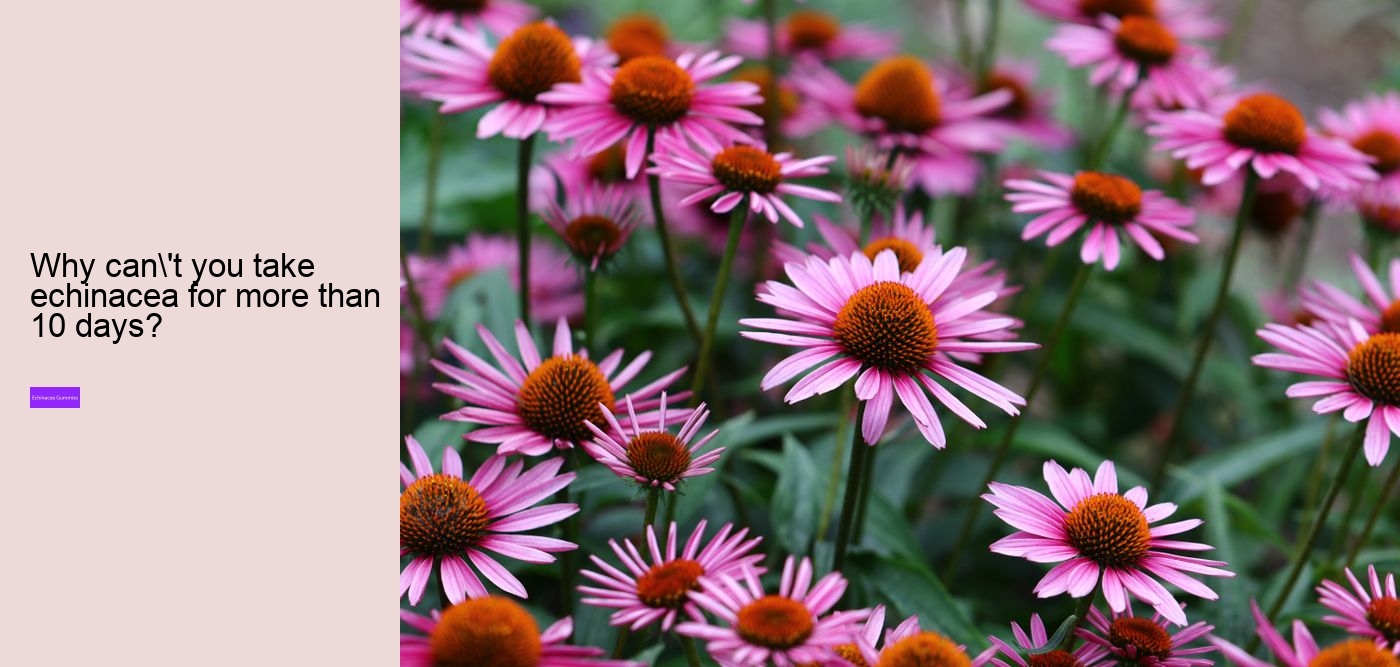 Is echinacea good before bed?