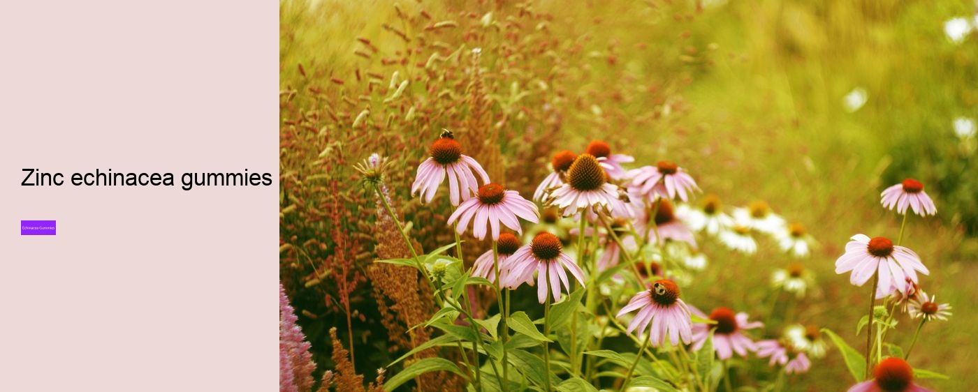 echinacea gummies adults