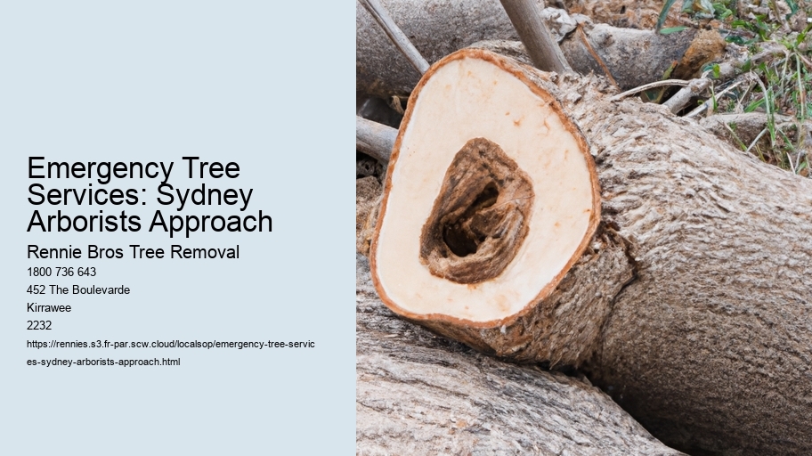 Emergency Tree Services: Sydney Arborists Approach