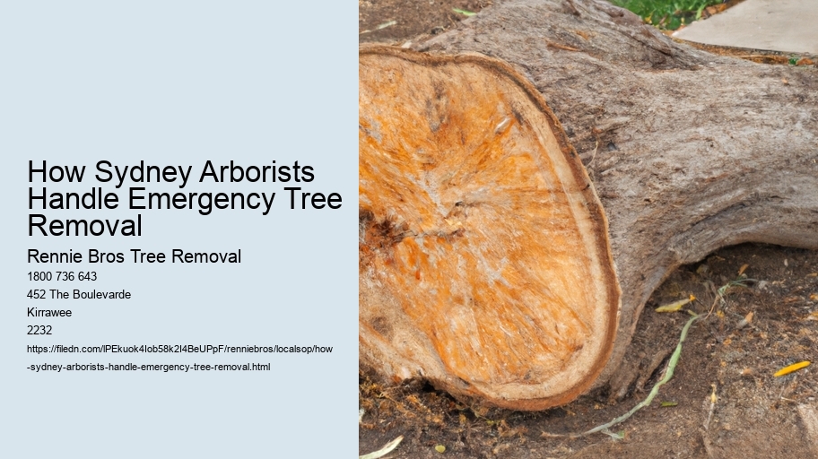 How Sydney Arborists Handle Emergency Tree Removal