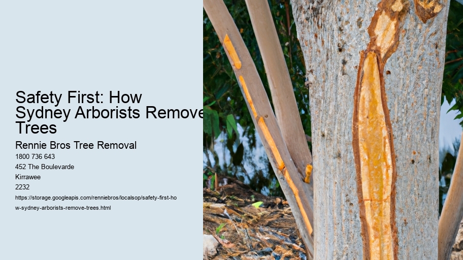 Safety First: How Sydney Arborists Remove Trees