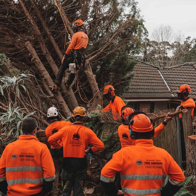 Tree Removal Inner West