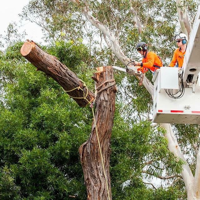 Tree Removal Inner West Sydney