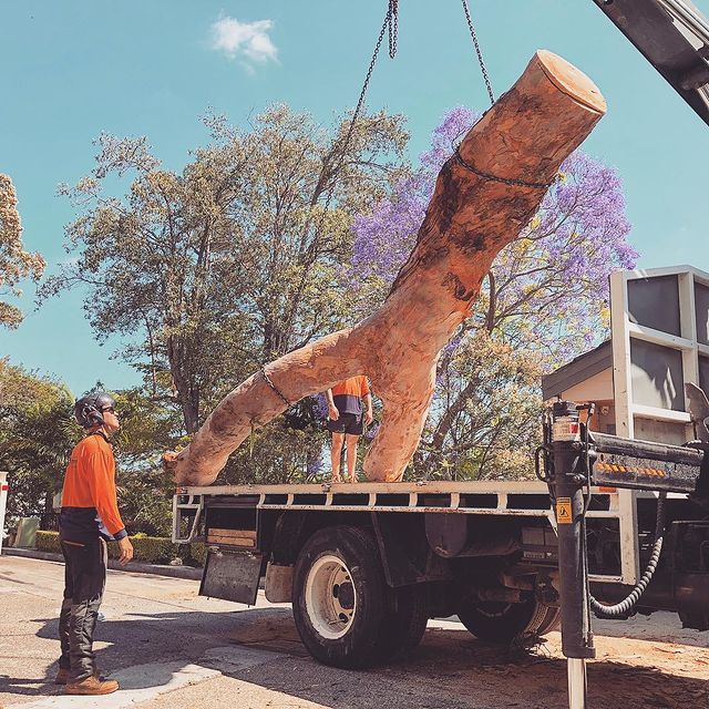 Arborist Sydney Inner West