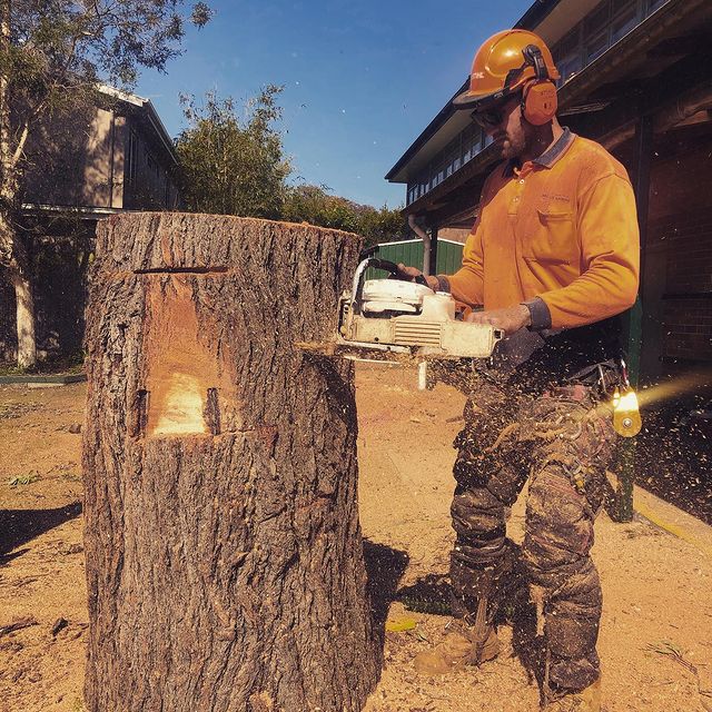 Inner West Tree Trimming