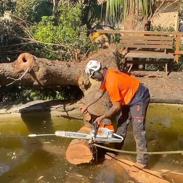 Inner West Tree Removal