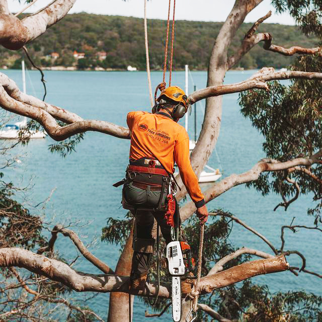 Inner West Tree Lopping