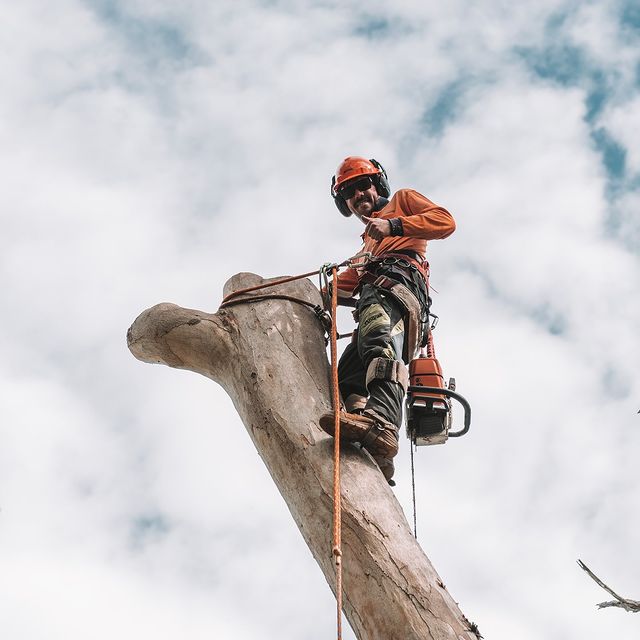 Stump Removal Inner West