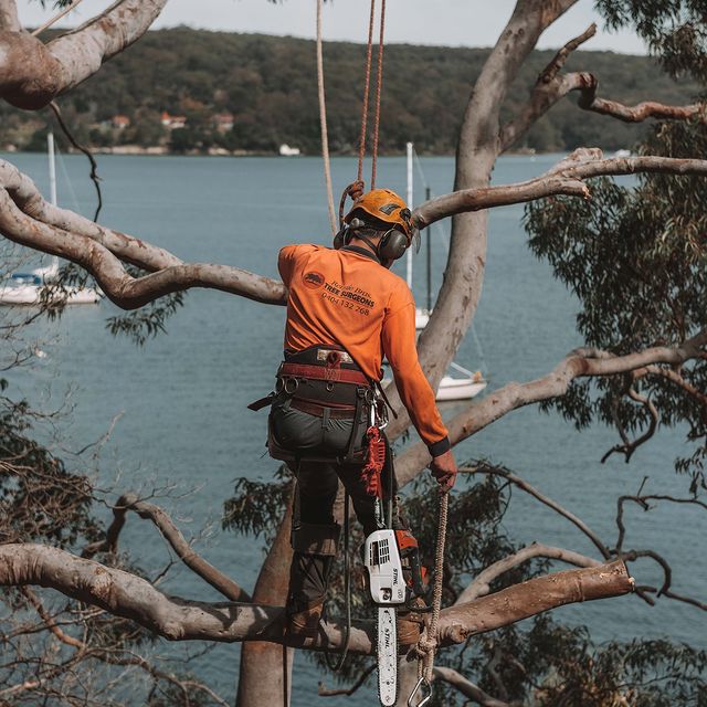 Inner West Tree Trimming