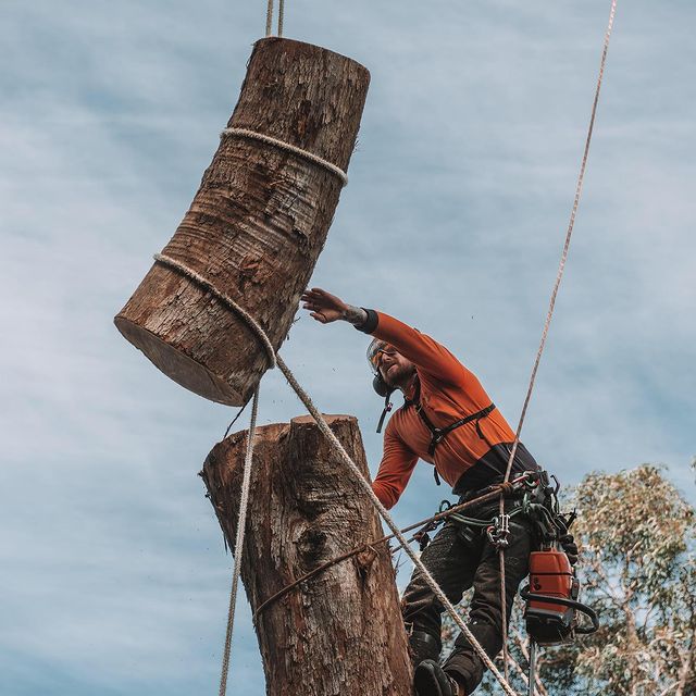 Inner West Tree Removal