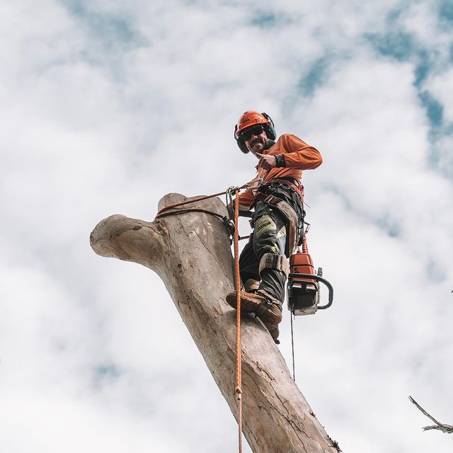 Tree Removal Inner West