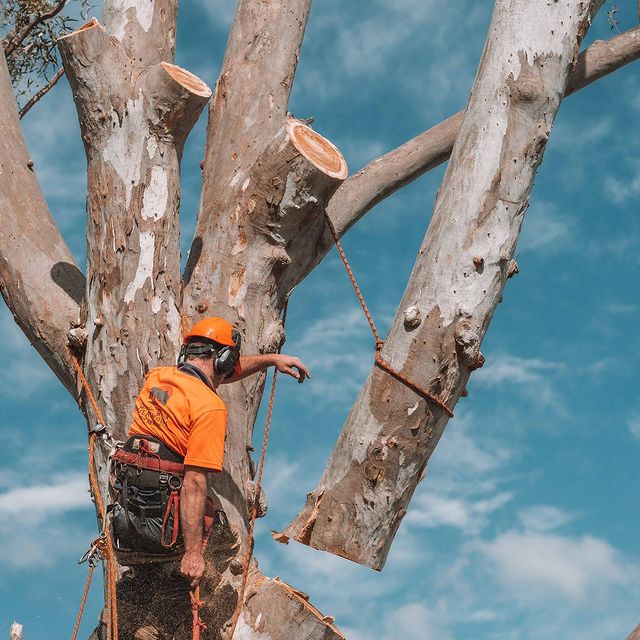 Inner West Stump Grinding