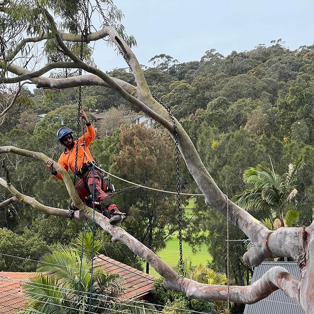 Stump Removal Inner West