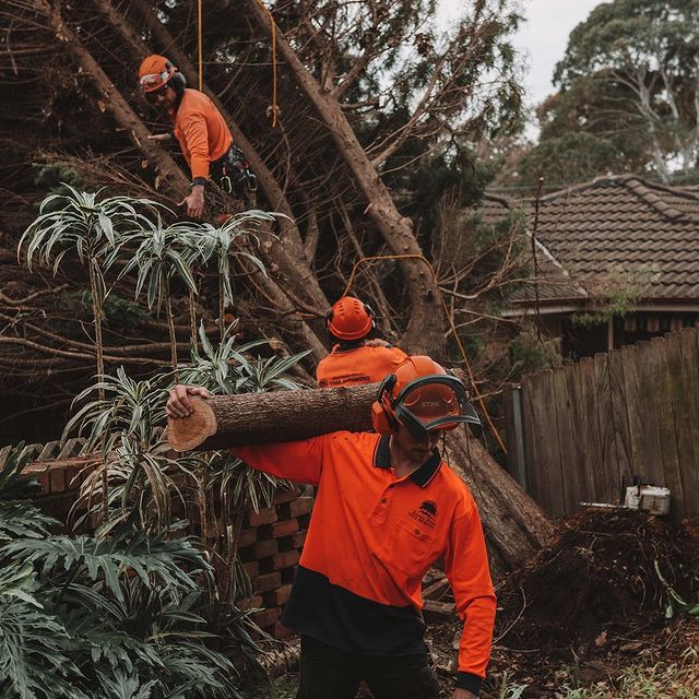 Inner West Council Tree Removal