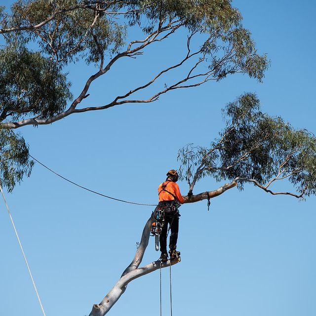 Inner West Tree Removal