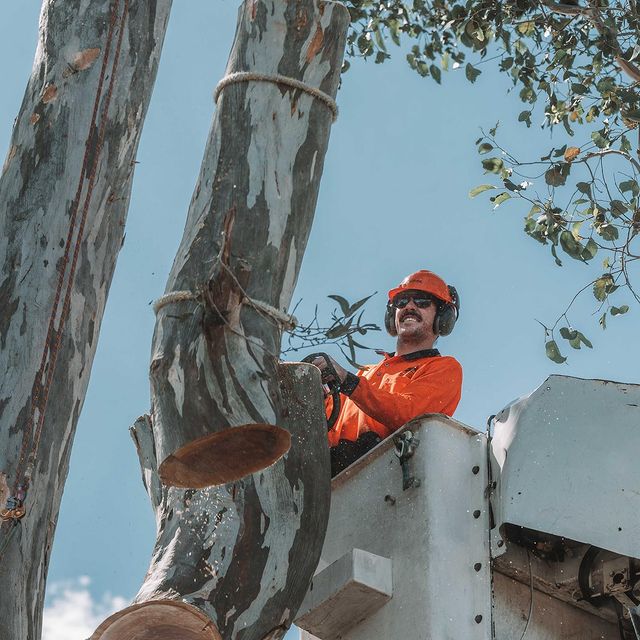 Arborist Inner West